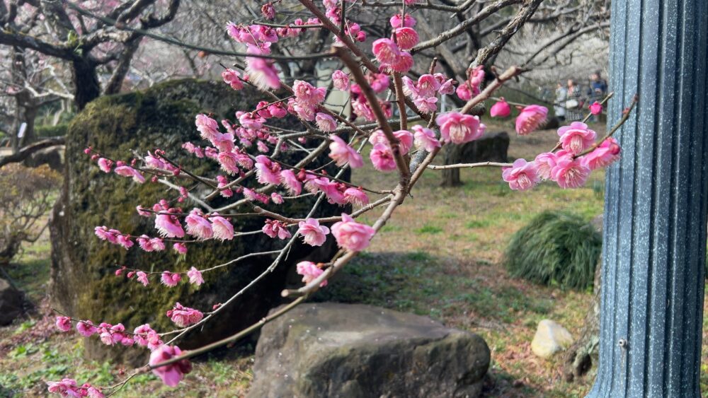 熱海梅園