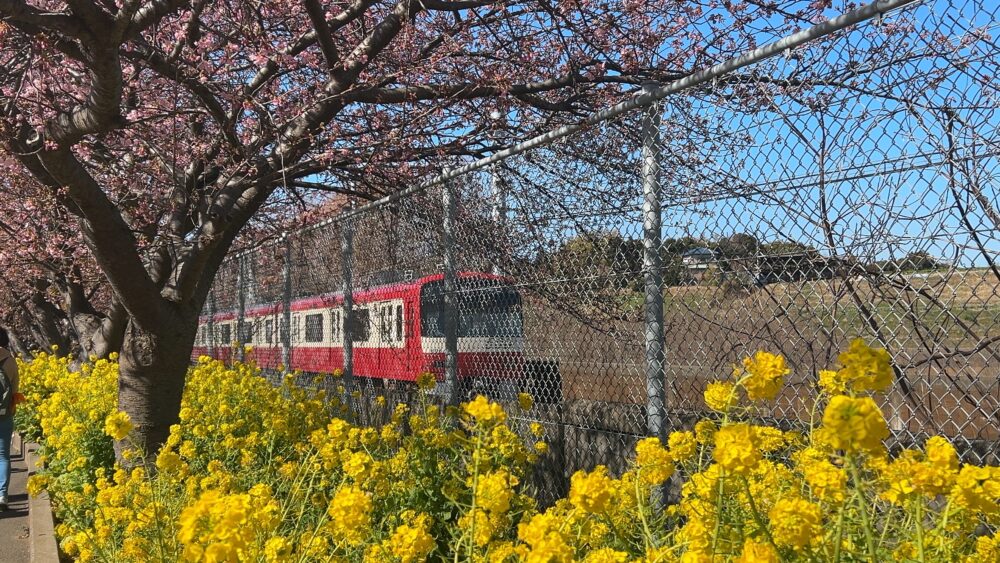 京急線と桜