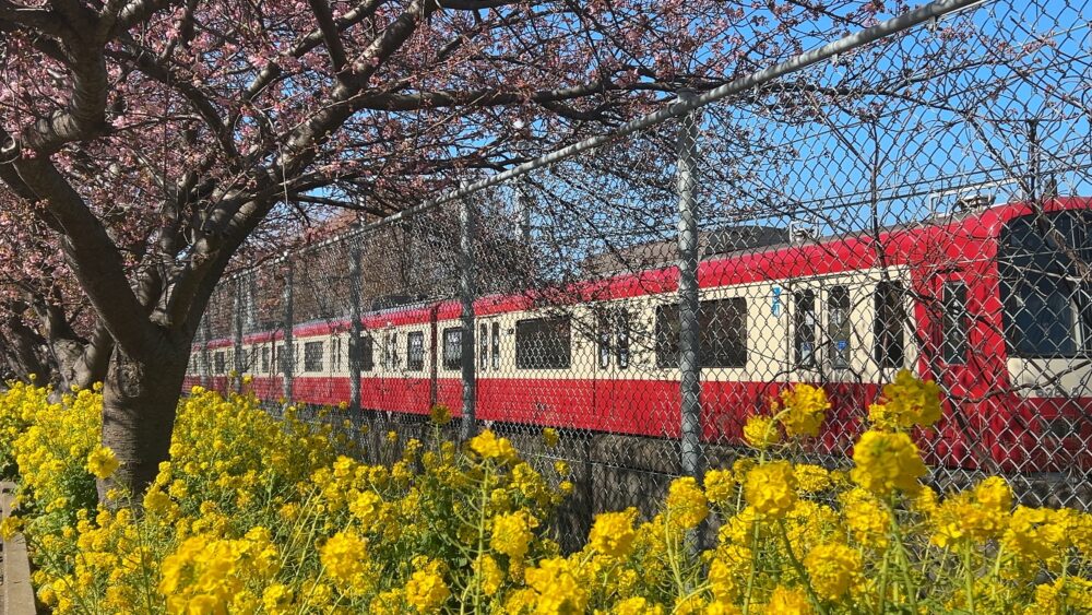 京急と桜