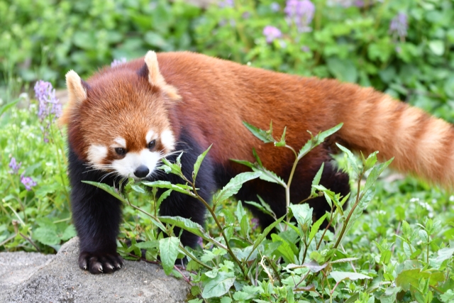 レッサーパンダ