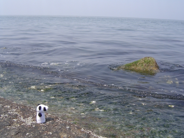 大海とパンダ