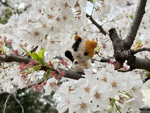 桜と猫