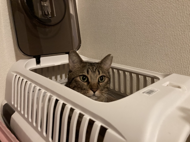 ペットキャリー